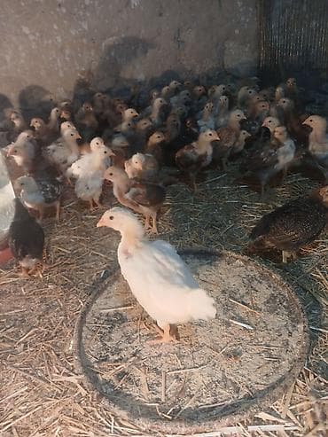 it adlari azeri: Toyuq cücələri, Ətlik — 1