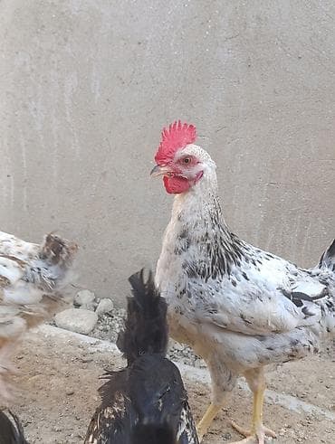 ağdam xoruz: Xoruz, il: 1, Ödənişli çatdırılma — 3