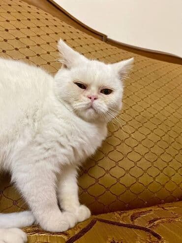 pişik blender: Ekzot, Erkək — 1