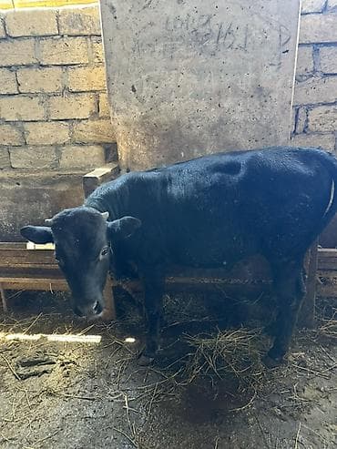 simmental cinsi: Etlik verilmir narahat etmeyinQara rəngli Erkek Dana. - Yaş — 3