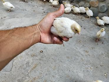 kənd cücəsi: Bildirçin balaları

- Cins: Texas — 1