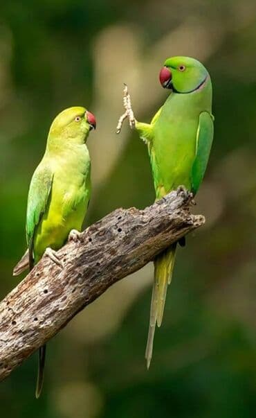 geref qusu rus dilinde: Ojeriliviy təzə balalar — 1