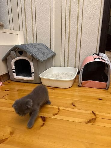 pişim: Şotland, Erkək, Yaxşı əllərə — 4