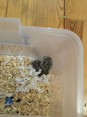 evren cuce yemi: Djungarian hamsterlər – balalar var, ortalar var, boyukler var🫶🏻 — 1