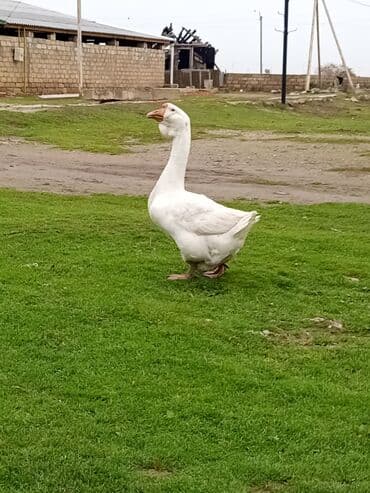 Lexus: Martda 2 yaşı olacaq əla bala verib dişisi yoxdur deyə satıram tam m — 3