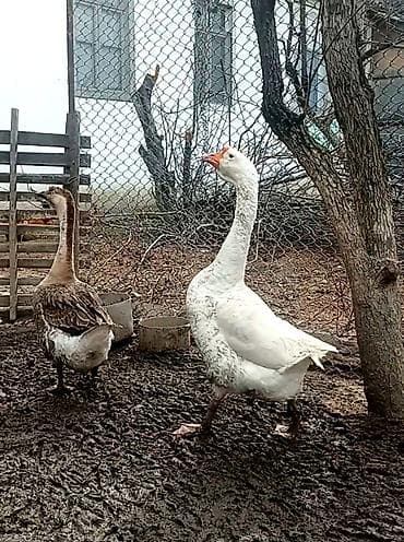 Linda-Kuban xoruz fərə satilır hazırda yumurtayır — 3