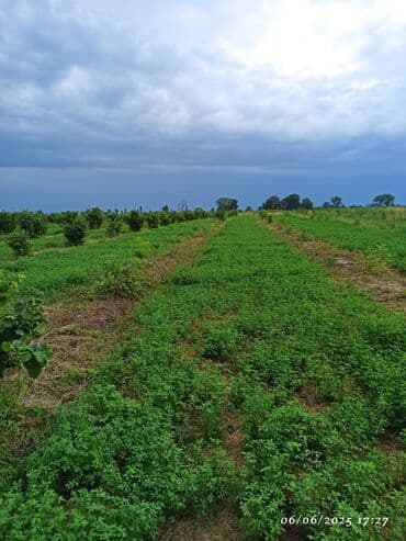 xırdalan kirayə evlər 3 otaqlı: 142 sot, Kənd təsərrüfatı, Mülkiyyətçi, Kupça (Çıxarış) — 3