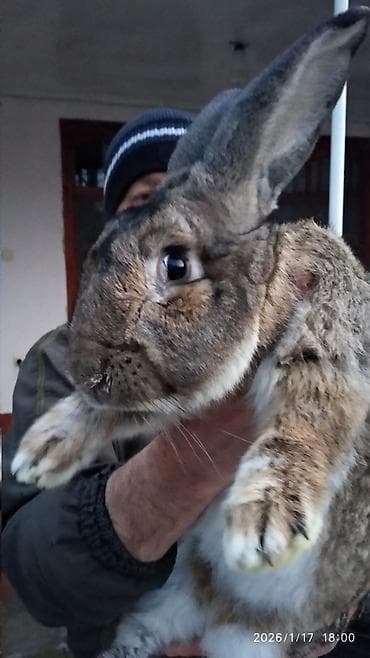 heyvan qirxan: FLANDR (Belçika nəhəngi) – İri ölçü, yüksək gəlir! Təmiz qanlı Flandr — 6