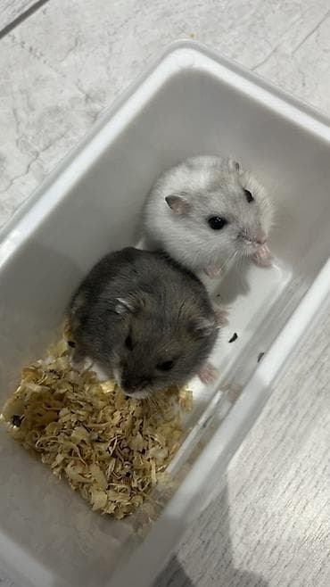 3 aylıq Hamster üçün tam dəst qəfəs və aksesuarlar Məhsulun tərkibi — 3