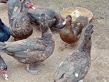 Keçilər, çəpişlər: 6 Krasnadar Öküz Ürəyi Xoruz Tam Original. 3Kilo 600 - 4Kiloyacan — 5