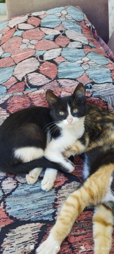 Собаки: В добрые руки — 2