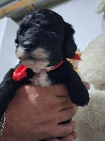 itlerin sekisi: Pudel — 6