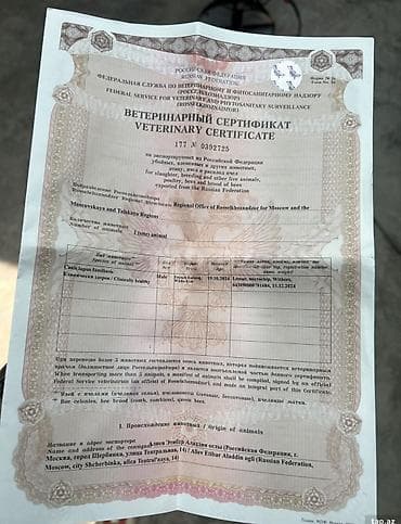 afcarka itleri: İngilis buldoqu, 1 il, Erkek, Sənədli, Ünvandan götürmə — 5