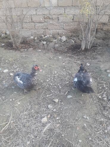 Macar lavanda ordeyleri 3 eded xoruz ordeyin 1i 50 manat lalafo.az -da Macar lavanda ordeyleri 3 eded xoruz ordeyin 1i 50 manat