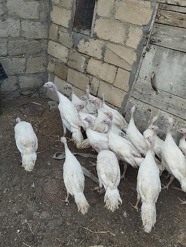 Unvan gilezi. 25 eded hamsi bir yerde satilir 3 ayliq qiymet 24 azn — 2