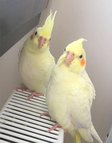 ✨ Hazır sarı elquşları satışda! 🐦✨ Parlaq sarı rəngdə, gözəl və sağlam