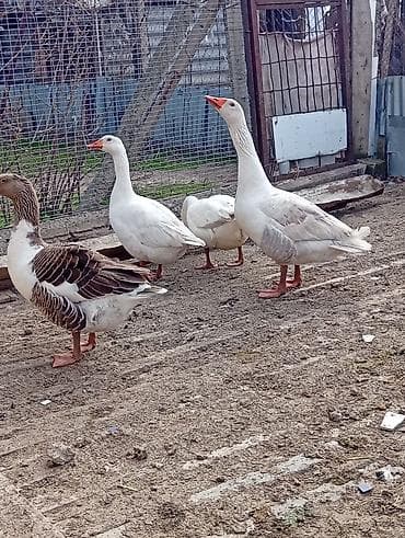 inek bala: Dişi, Damazlıq — 2