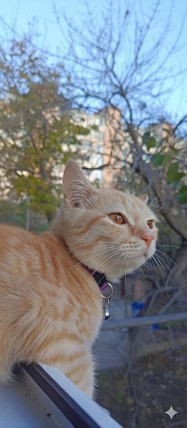 sahibləndirmə: Sahibləndirilir oynagan pişikdi qum terbiyesi var erkekdi evde icaze — 1