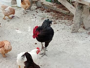 сколько стоит лошадь в азербайджане: Fəreler14 azn, 2 əded ana ündüşqa 1ədədi 40azn, Astilop xoruz 40m — 4