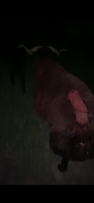 heyvan satisi tap az: 1 yaş yarimliq mor karaman erkey qoyun surmeyine soz ola bilmez — 1