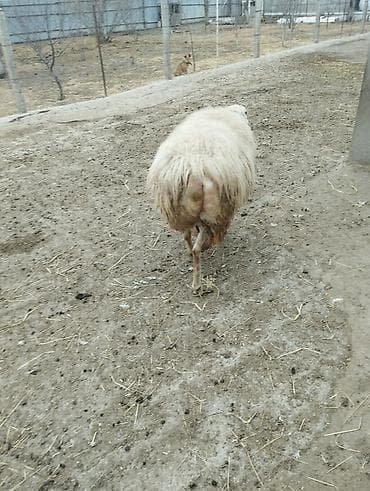 Птицы: Самец, лет: 2, Для разведения — 10