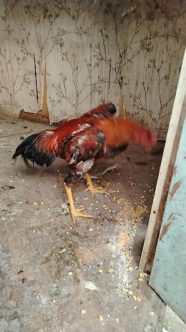 sumatra xoruz: Doluy super heyvan axdaralar gəlsin 1 ilin xorzudu gözəl heyvandı bir — 3