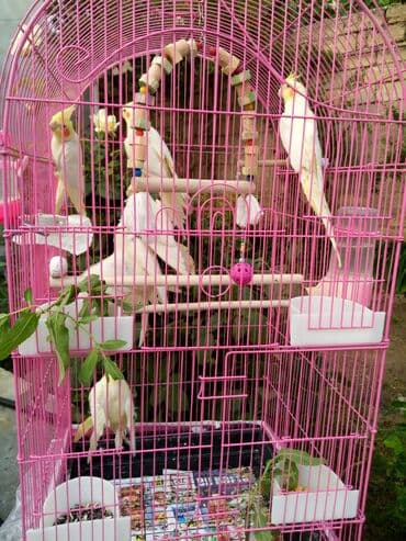 quş şekilleri: Bala var əl qusu var qiymetleri 45 Azn hamsin alana endirim tam — 7