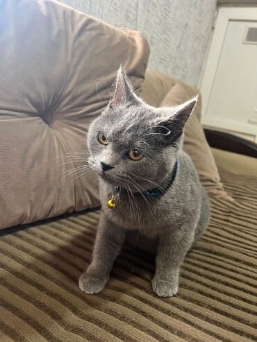 возьму котенка бесплатно: Шотландская, Самец, Самовывоз — 1