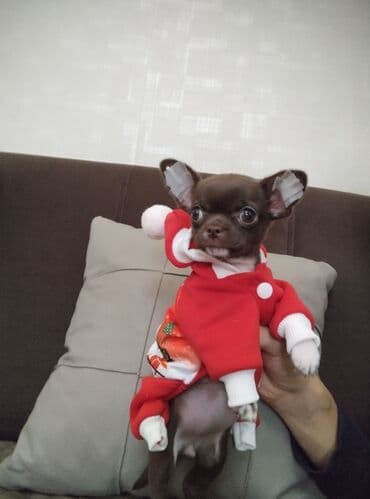 Lincoln: Чихуахуа, 2 месяца, С родословной, Самовывоз — 4