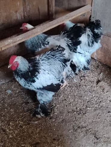 Brama .mehdabad 7 aylıqlardı.hündür xoruzlardı qıymət bırınə aıddır lalafo.az -da Brama .mehdabad 7 aylıqlardı.hündür xoruzlardı qıymət bırınə aıddır