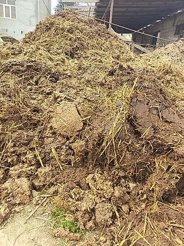 Təbii üzvi gübrə – mal peyini Məhsul təsviri: - Heyvandarlıq — 5