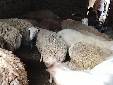 cins buzovların satışı: Gəncədə toya nişana qurbanlıq üçün hər cür quzularimiz var yaxşı — 7