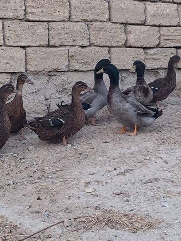 ruan ordək: Salam temiz qan ruan ordekleridi 7eded 1ilik ve 7eded 6 ayliq — 1