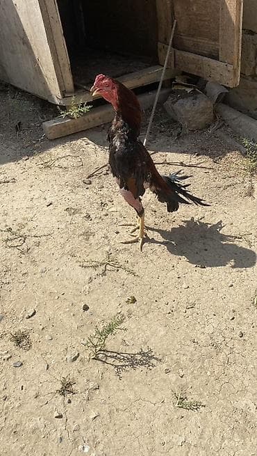 yem uyden: Cücərtmə üçün döyüş tipli xoruz (yerli Asil/Hint tipli). Uzun boylu — 2