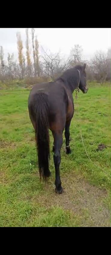tutu kuşu: Qara rəngdə at – güclü bədən quruluşu, qalın yel və quyruq. Açıq otlaq — 3