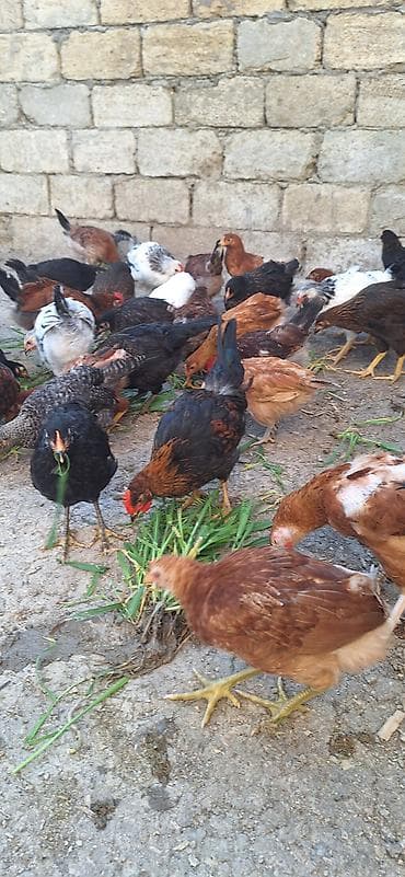 kənd çolpaları: Kend çolpaları .Qiymet 6 manat 50 qepik — 5