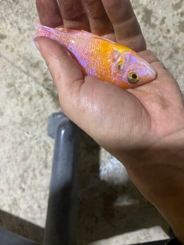 İtlər: Cixlid balığı — 2