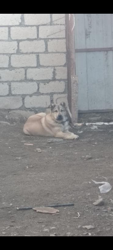 ov iti satilir: Qut basardi. - Güclü skeletli, geniş döş qəfəsi və möhkəm pəncələr. - — 2