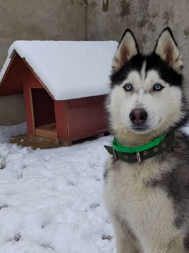 объявление о продаже собаки: Хаски — 1