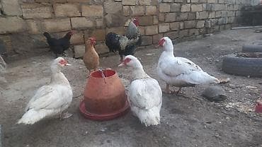 Düm ağ qar kimi Lal ordekler 2 fere 1 xoruz yumurtayan toyoqlarlada