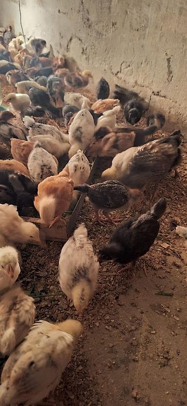 karella quş: Toyuq cücələri, Damazlıq — 2