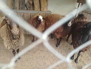 qoyun qala: Erkək, il: 1, Ətlik — 8