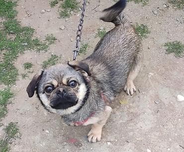 pişik qara: İt – 6 aylıqdı kiçik ölçülü, qısa tüklü, qara-boz rəng çalarında — 2