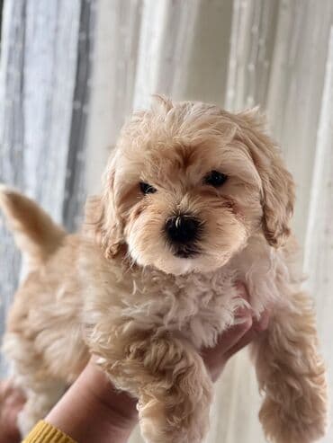 pomeranian spitz satilir: Malta bolonka, 1 ay — 5