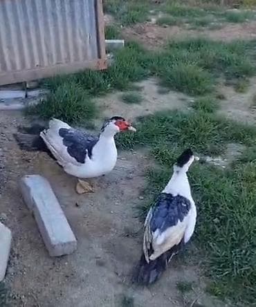 kənd cucəsi: Erkək, | Lal ördək, Damazlıq — 1