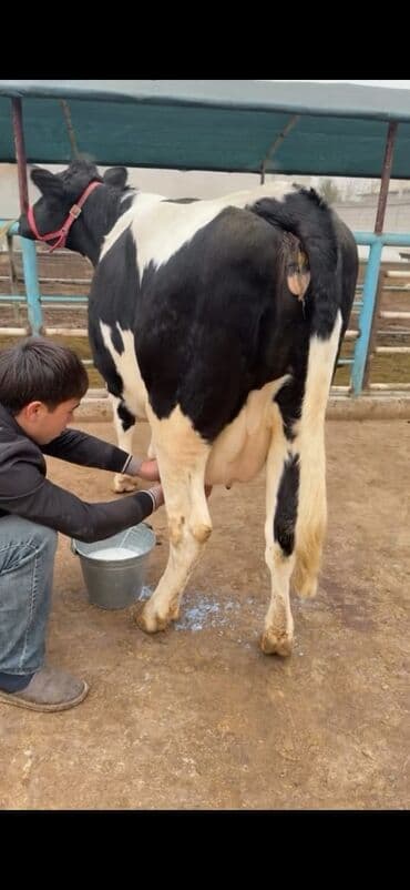 heyvan bazari inekler: Südlük inək – Holşteyn (qara-ağ) Xüsusiyyətlər: - Cins: Holşteyn — 5