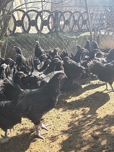 🐓 Satılır – 2 Aylıq Təmiz Qan Avstrolop Cücələri 95 ədəd sağlam və — 6