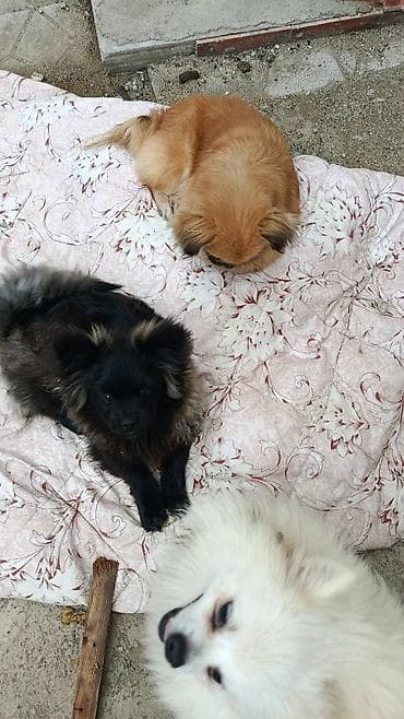 golden retriver it: Pekinez və Pomeranian qarışığı balalar - Cins: Pekinez x Pomeranian — 3
