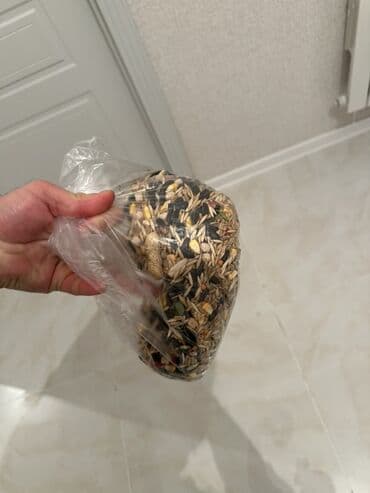 Gəmiricilər: Holland Lop dovşan satılır. Ev dovşanıdı. Ayaqyolu tərbiyəsi var. Qoxu — 9