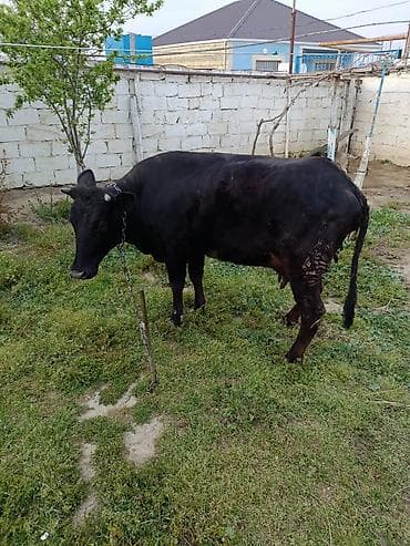 toyuq mehsullari topdan satis: Ətdiy inək satılır istəyən olsa yazsın video sun atım baxın real — 3